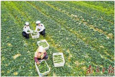 海关总署广东分署牵头增进粤港澳大湾区民生福祉 全力提升&ldquo;供港&rdquo;食品海关监管服务效能
